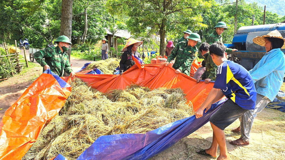 Gặt xong, Bộ đội Biên phòng và bà con bỏ lúa vào tấm bạt lớn để tuốt rồi đưa lúa hạt về từng nhà phơi khô. a2.jpg
