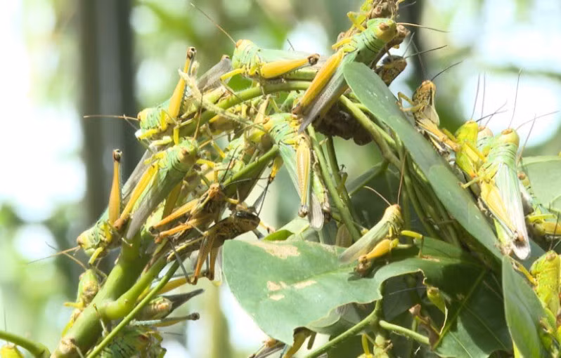 Đàn châu chấu với số lượng lớn gây hại cây cây trồng ở thị trấn Nông trường Việt Trung, tỉnh Quảng Bình.