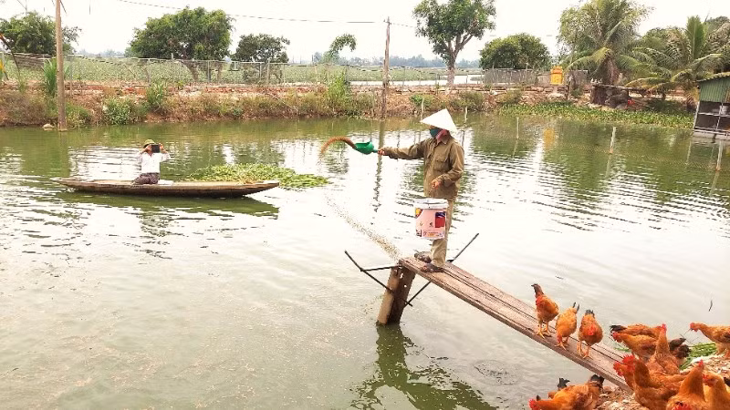 a3-trang-trai-chan-nuoi-tuan-hoan-voi-chu-trinh-khep-kin-buoc-dau-mang-lai-hieu-qua-o-xa-vo-ninh-huyen-quang-ninh-tinh-quang-binh-8163.jpg