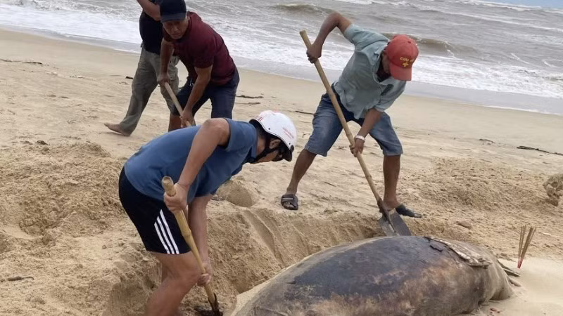 Người dân chôn cất xác cá heo ngay trên bờ biển.