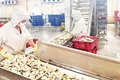 Công ty Việt Trường (Hải Phòng) từng bước phục hồi và đến nay, hoạt động của nhà máy đã trở lại gần như 100%.