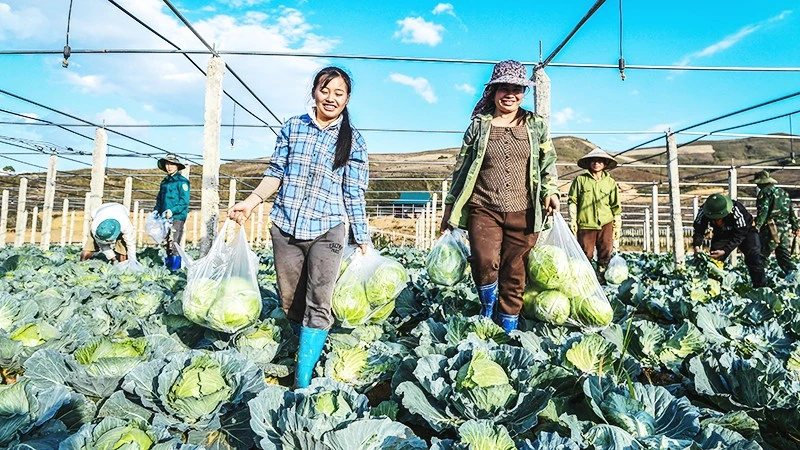 HTX nông nghiệp khó khăn trong liên kết chuỗi giá trị với kinh tế tư nhân