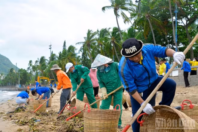 Công nhân Công ty Vesco dọn lục bình ở Bãi Trước, phường Vũng Tàu.