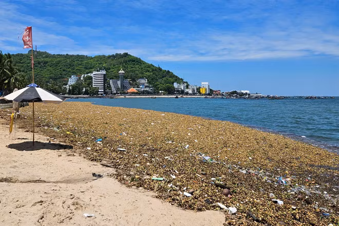 Lục bình và rác thải đại dương tấp vào bãi trước, Vũng Tàu tháng 6/2025.
