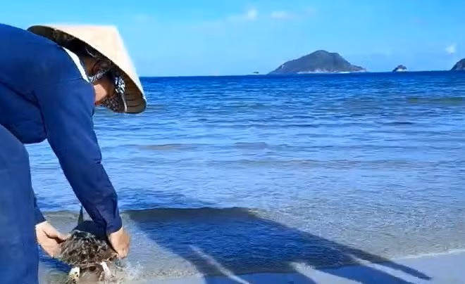 Công nhân vệ sinh môi trường Côn Đảo thả đồi mồi về biển sau khi cắt, gỡ lưới thải vướng vào chúng.