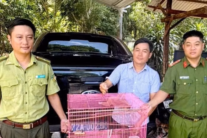 Con culi do người dân xã Hồ Tràm giao nộp. (Ảnh: Công an xã Hồ Tràm)