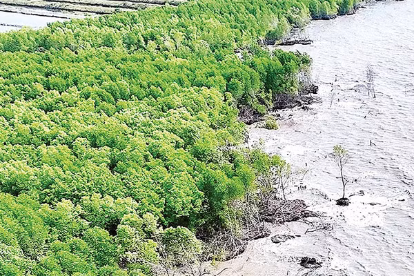 Biến đổi khí hậu gây sạt lở đang làm mất dần đai rừng phòng hộ ven biển Cà Mau.