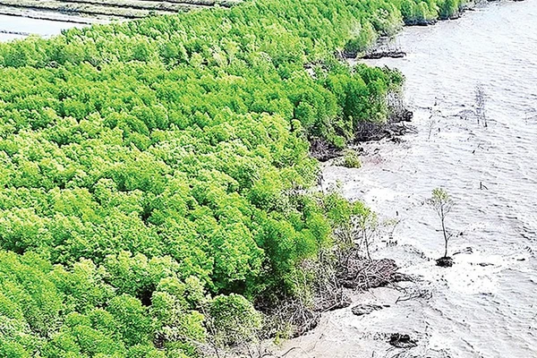 Biến đổi khí hậu gây sạt lở đang làm mất dần đai rừng phòng hộ ven biển Cà Mau.