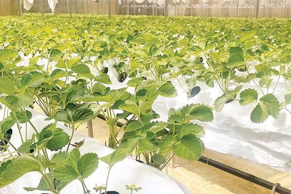 Mô hình nông nghiệp công nghệ cao hiệu quả kinh tế cao hơn so với phương pháp canh tác truyền thống.