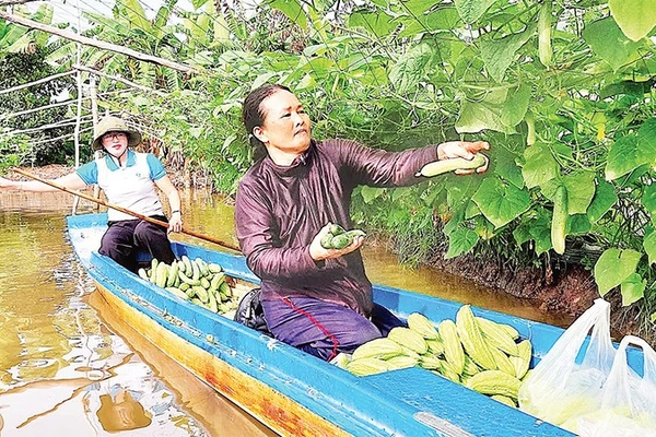 Từ nguồn vốn ban đầu, nhiều hộ dân vùng nông thôn Cà Mau mở rộng quy mô trồng trọt, chăn nuôi cho thu nhập ổn định.