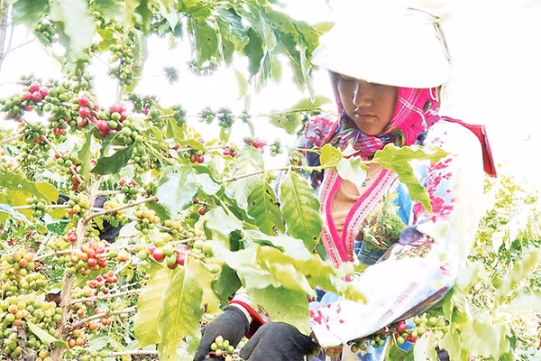 Nông dân xã Quài Tở thu hái cà-phê chín đỏ trên vườn cây đầu dòng.