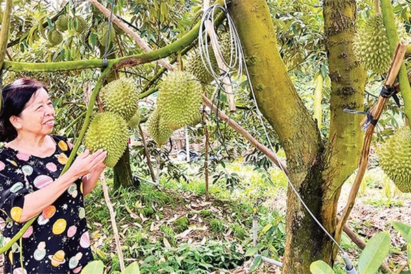 Gia đình bà Cao Thị Chiên xử lý sầu riêng ra quả nghịch vụ mang lại hiệu quả kinh tế cao.