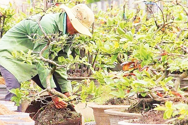 Một nông dân ở xã Bình Lợi chăm sóc vườn mai chuẩn bị phục vụ Tết Nguyên đán Bính Ngọ 2026.