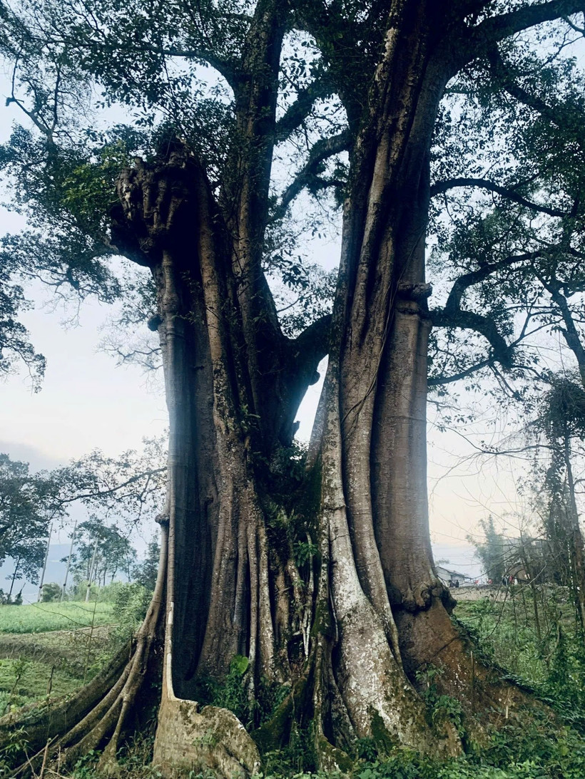 Cây đa là loài cây thân thuộc với văn hóa tinh thần của người Việt, chẳng kém cây lúa và cây tre.