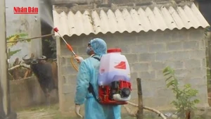 [Video] Nguy cơ Chikungunya: Việt Nam tuyệt đối không chủ quan 