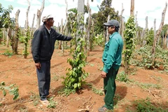 Già Kpă Phái (bên trái) chia sẻ kinh nghiệm trồng hồ tiêu cho người dân.