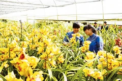 Mô hình trồng hoa ứng dụng công nghệ cao tại huyện Bắc Hà (Lào Cai). Ảnh: NGỌC BẰNG