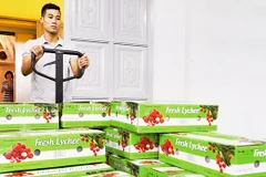 Vải thiều Lục Ngạn (Bắc Giang) và Thanh Hà (Hải Dương) được chiếu xạ trước khi xuất khẩu sang Ô-xtrây-li-a. Ảnh: LÊ HIẾU