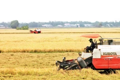 Những cánh đồng vàng vùng Châu thổ Cửu Long.