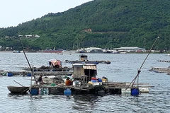 Nhiều hộ nuôi cá bè cố gắng vượt qua khó khăn để mưu sinh.