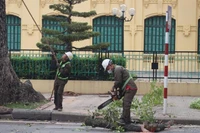 Công nhân Công ty TNHH MTV Công viên cây xanh Hà Nội triển khai chặt, chuyển cây xanh. (Ảnh: KHÁNH HÒA)