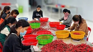Lao động có thu nhập gia tăng đáng kể trong thời gian qua. (Ảnh: HNV)