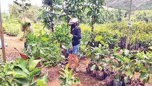 Nhiều cơ sở sản xuất, kinh doanh giống cây trồng tại Đắk Nông chưa thực hiện đăng ký theo quy định của pháp luật.