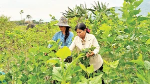 Nhiều diện tích cây trồng kém hiệu quả tại Đam Rông được người dân chuyển sang trồng dâu, nuôi tằm mang lại hiệu quả kinh tế cao.