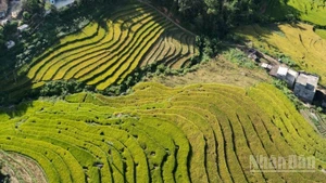 Ruộng bậc thang Bình Liêu, Quảng Ninh nhìn từ trên cao. (Ảnh: QUỐC TOẢN)
