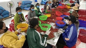 Đối tượng điều tra gồm: Lao động tham gia hoạt động nông, lâm, thuỷ sản; Hộ dân cư tham gia hoạt động nông, lâm, thuỷ sản; Trang trại, doanh nghiệp, hợp tác xã tham gia hoạt động nông, lâm, thuỷ sản; Ủy ban nhân dân xã. (Ảnh: HNV)
