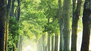 Hàng thông trăm tuổi ở Biển Hồ, Gia Lai. Ảnh: CHIÊU LY