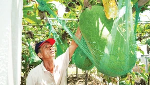 Ông Lê Bá Biên bên vườn bí đao khổng lồ.
