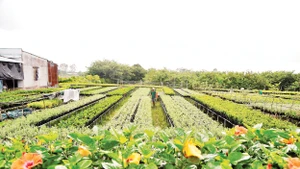 HTX hoa kiểng Tân Quy Đông, phường Sa Đéc (tỉnh Đồng Tháp) cung cấp nhiều dịch vụ, nhất là vật tư ngành hoa kiểng với giá rẻ hơn thị trường và liên kết tiêu thụ, tạo đầu ra ổn định cho thành viên. Ảnh: Khiếu Minh