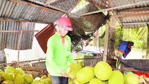 Giá mít Thái thấp, nhà vườn ở Tiền Giang thua lỗ nặng.