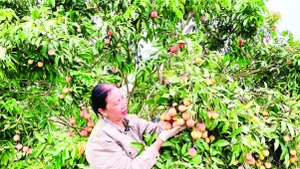 Vải trứng xã Đoàn Đào, tỉnh Hưng Yên sản xuất theo quy trình VietGAP