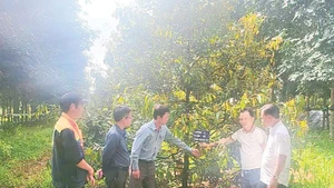 Anh Phạm Ngọc Hồ (thứ ba từ trái sang) - kỹ sư của Công ty TNHH MTV Minh Tuyết đang giới thiệu cách chăm bón sầu riêng bằng phân hữu cơ trùn quế do công ty sản xuất.