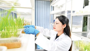 Viện Di truyền Nông nghiệp đã hoàn thiện nghiên cứu chỉnh sửa gen ở giống lúa TBR225 kháng bạc lá.