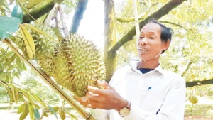 Nhờ trồng sầu riêng, hàng nghìn nông hộ ở Đắk Lắk đã thoát nghèo, vươn lên làm giàu.