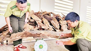 Cán bộ kiểm lâm kiểm đếm khối lượng gỗ Pơ mu tàng trữ trái pháp luật.