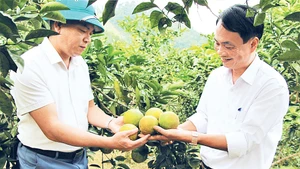 Mô hình cam hữu cơ ở xã Thanh Đức.