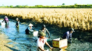 Nông dân trong vùng lúa-tôm bước vào vụ thu hoạch tôm.