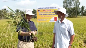 Nông dân kiểm tra quá trình sinh trưởng của cây lúa.