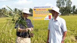 Cán bộ ngành nông nghiệp và môi trường hướng dẫn nông dân kiểm tra sâu bệnh trên cây lúa.