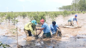 Tổ chức trồng rừng ngập mặn trên đất bãi bồi ven biển ở xã Lai Hòa thành phố Cần Thơ