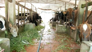 Hợp tác xã nuôi bò thịt và bò sữa phường Mỹ Xuyên, thành phố Cần Thơ.