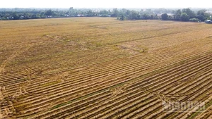 Cánh đồng rơm rạ sau thu hoạch lúa.