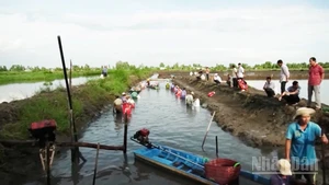 Thu hoạch tôm của gia đình ông Nguyễn Văn Mười ở ấp Hòa Lời, xã Ngọc Tố, thành phố Cần Thơ.