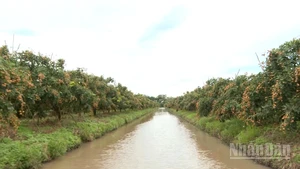Xã Thới Hưng là vùng trồng thanh nhãn quy mô lớn của thành phố Cần Thơ.