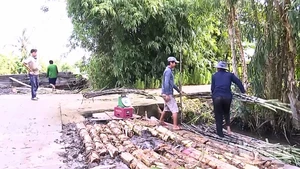 Nông dân trồng mía bán trục còn có nhiều mặt ưu điểm so với trồng mía bán cho nhà máy đường.