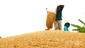 Nông dân tất bật thu hoạch lúa hè thu.